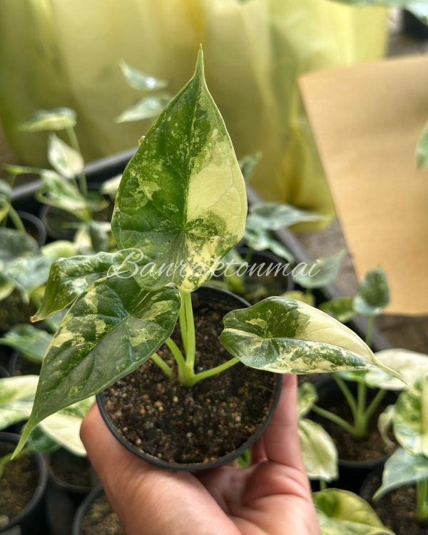 Alocasia dragon scale var - Image 3