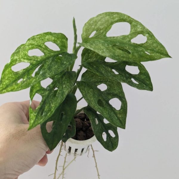 Monstera adansonii mint EU